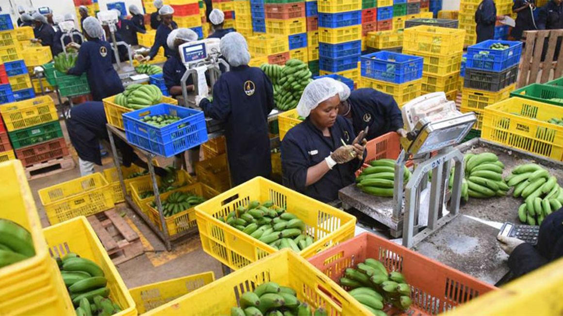 Kenya's B2B Startup Twiga Foods Declares Redundancy 